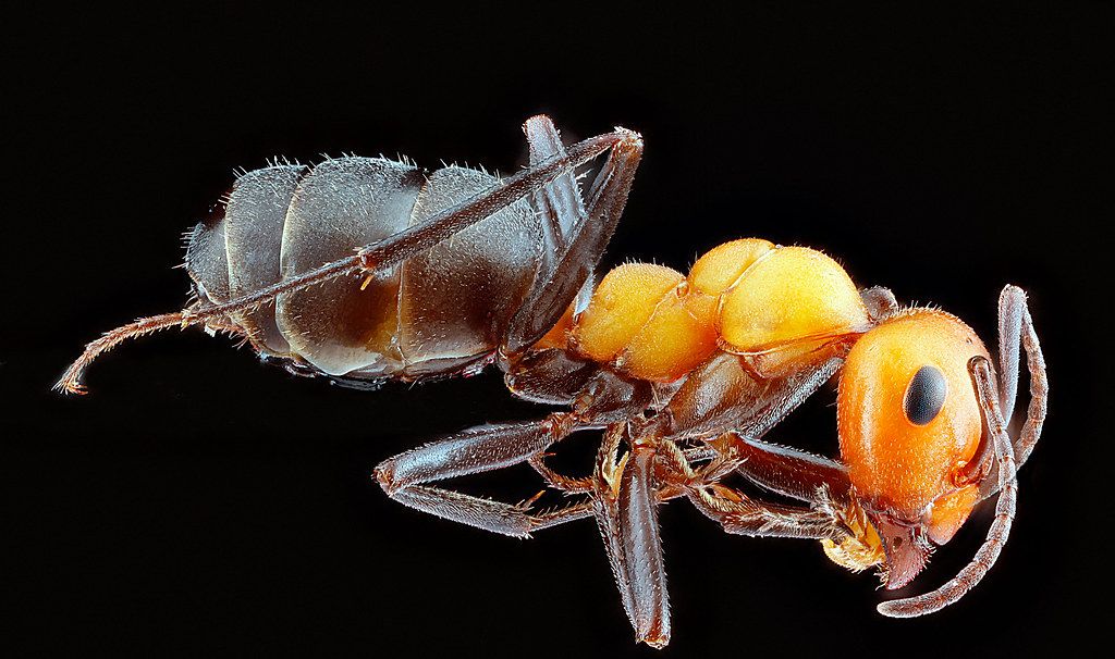 Ant Control service in Federal Way, WA