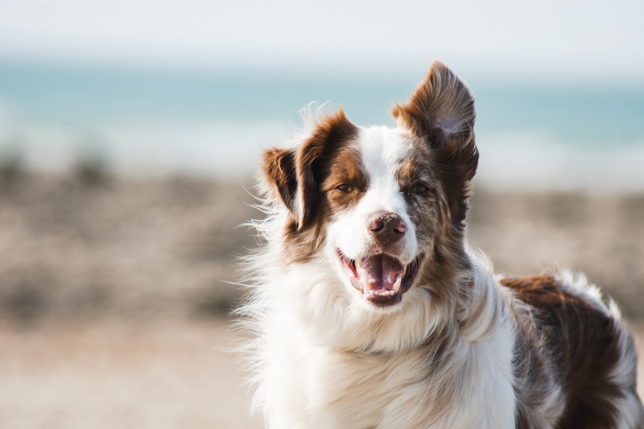 Flea & Tick Control service in Federal Way, WA