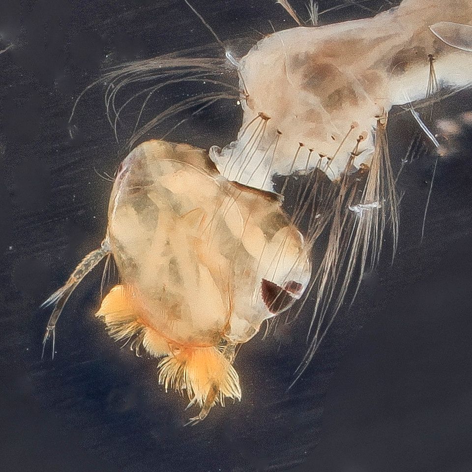 Mosquito Control service in Federal Way, WA