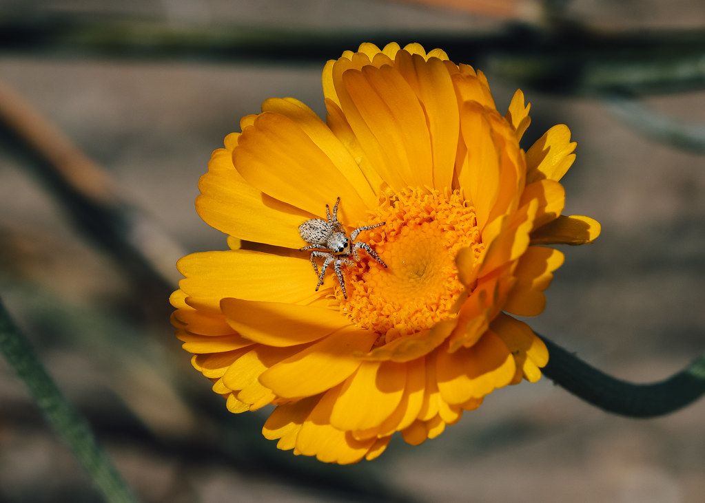 Spider Control service in Federal Way, WA